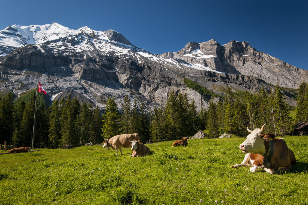 Krávy a hory